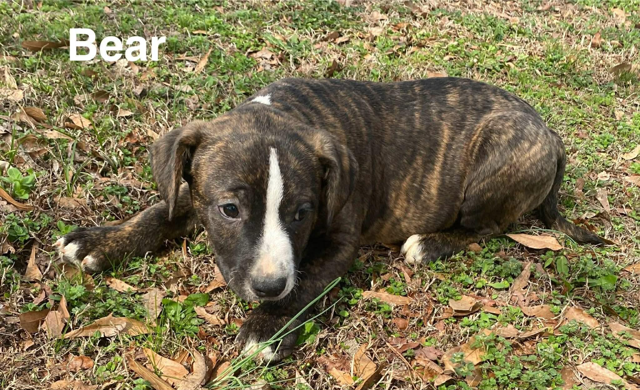 Bear , Adoptable, Puppy Male Beagle.