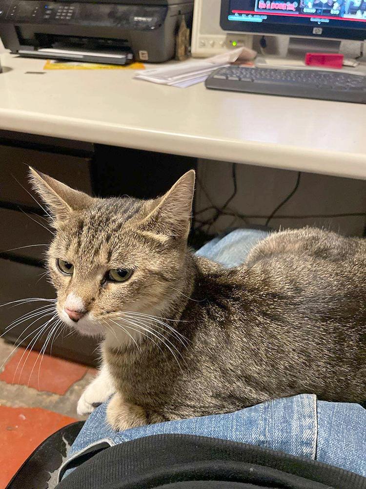 Mitzi, a Adoptable Domestic Short Hair in Weehawken, NJ image 1/2