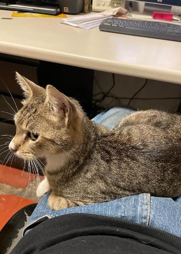 Mitzi, a Adoptable Domestic Short Hair in Weehawken, NJ image 2/2