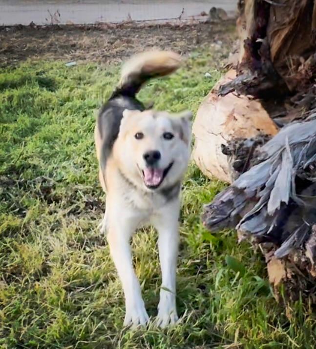 Frosty, a Adoptable mixed breed in Modesto , CA image 1/2