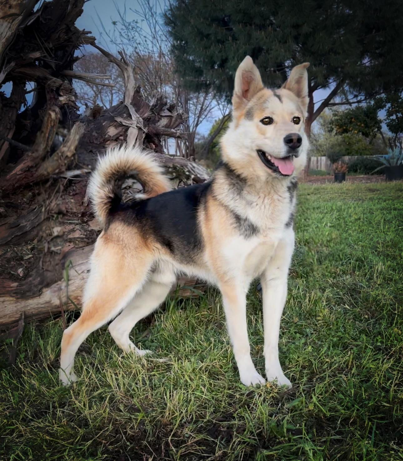 Frosty, a Adoptable mixed breed in Modesto , CA image 2/2