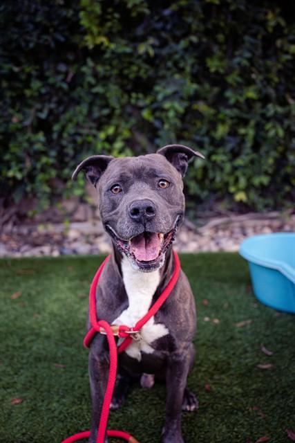 Enlarge COCO, a Adoptable Pit Bull Terrier in San Jose, CA image 1/1