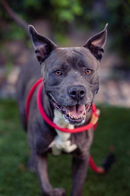 COCO, Adoptable, Adult Male Pit Bull Terrier.