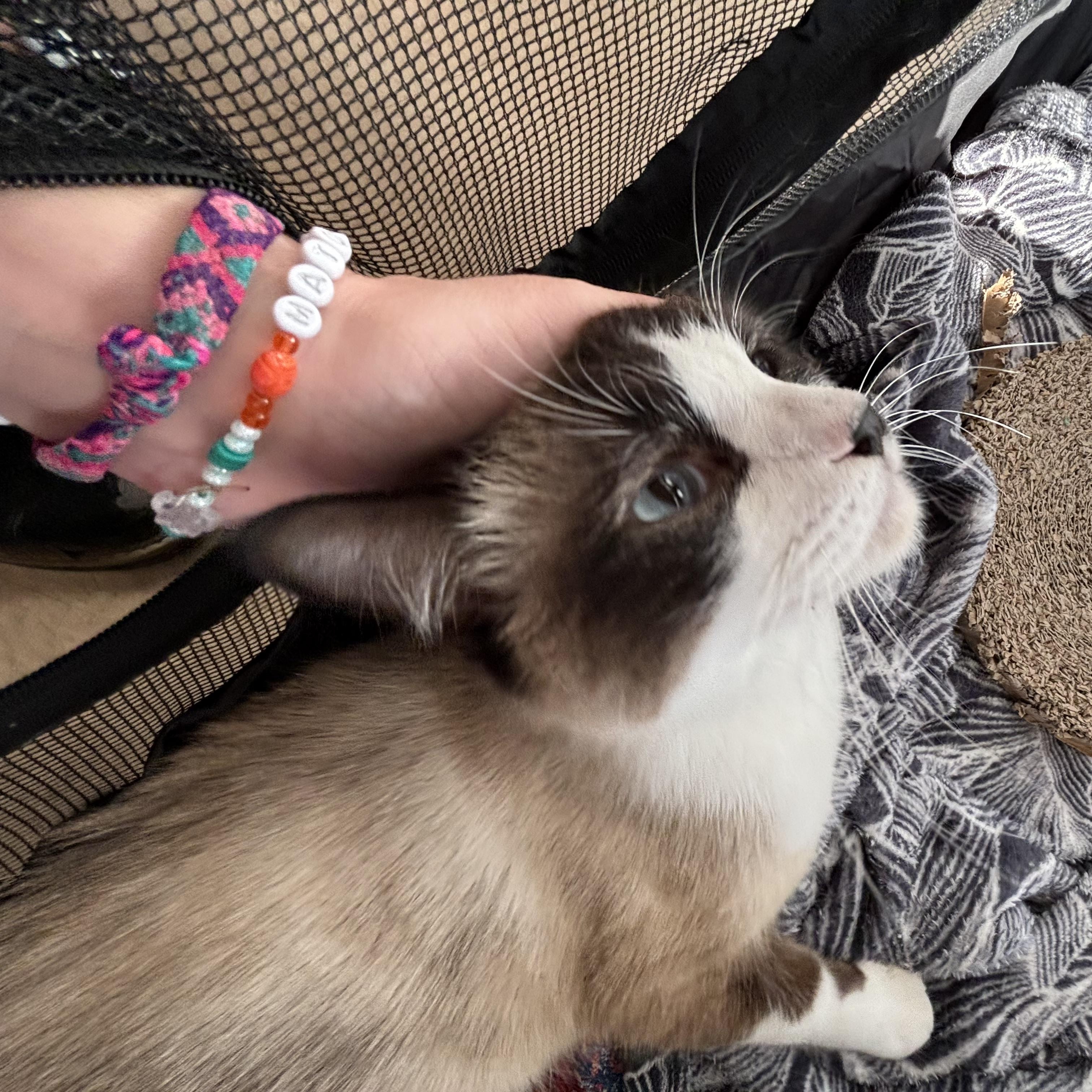 Enlarge JudePaw, a ADOPTABLE Snowshoe in Austin, TX image 3/6