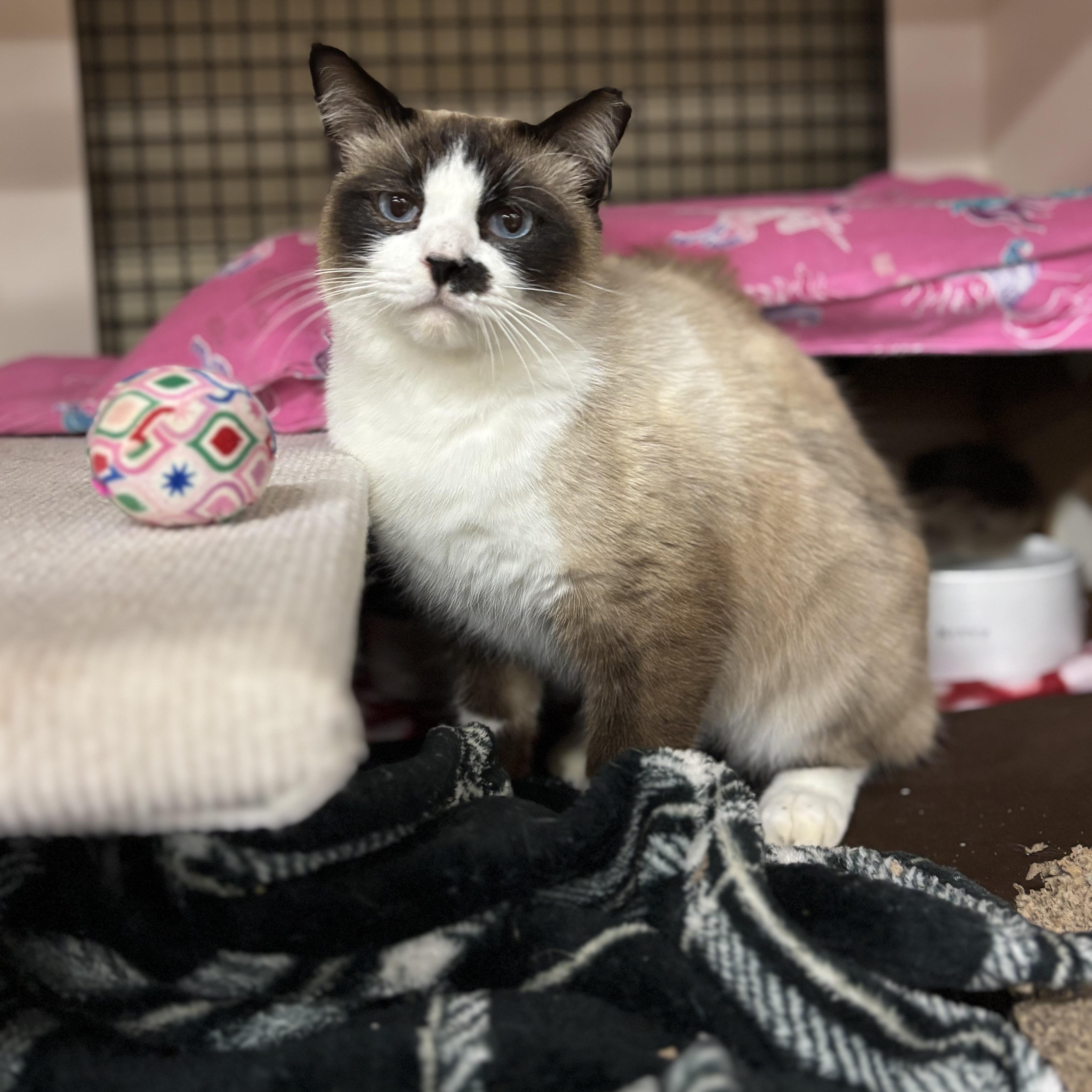 JudePaw, ADOPTABLE, Adult Male Snowshoe.