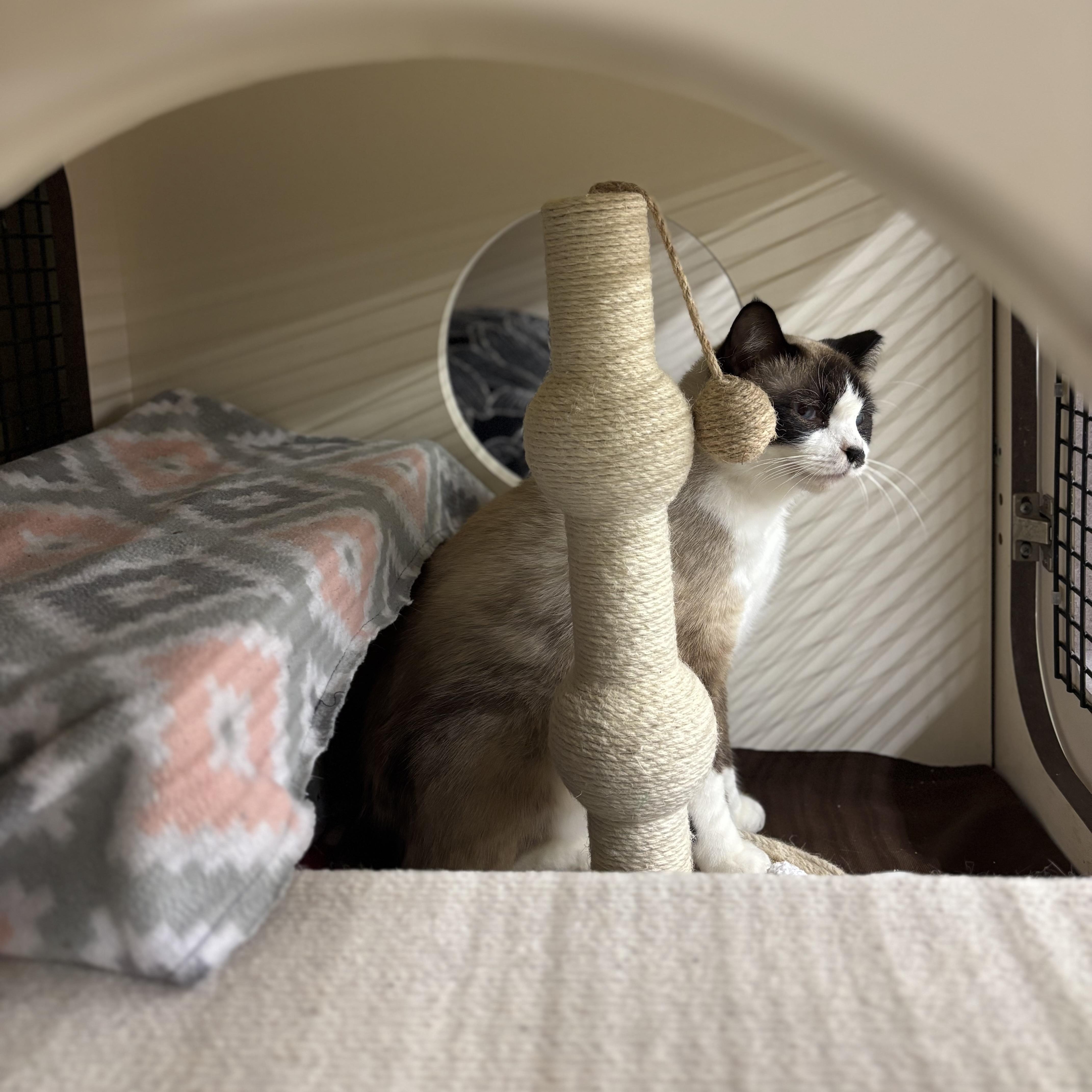 Enlarge JudePaw, a ADOPTABLE Snowshoe in Austin, TX image 4/6