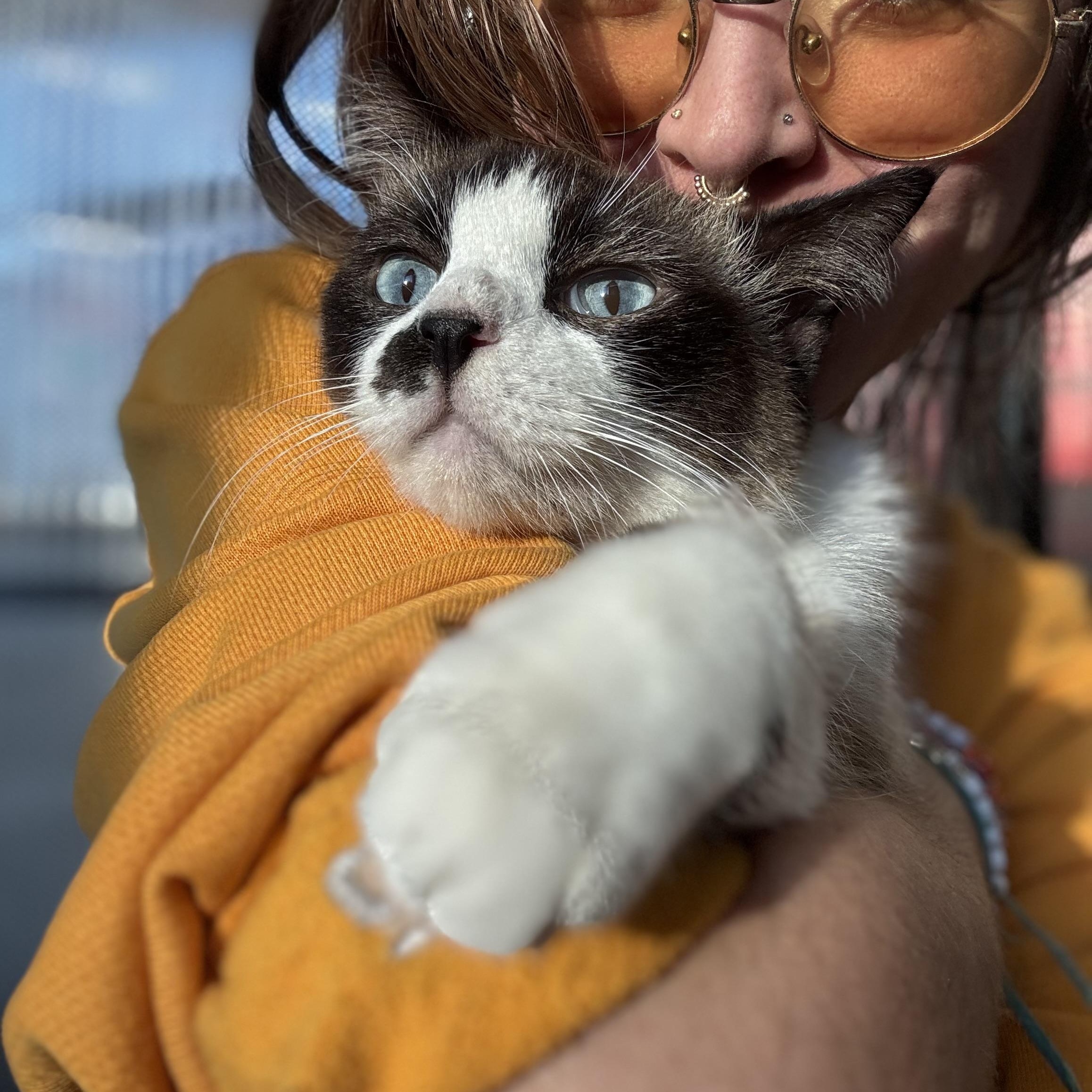 Enlarge JudePaw, a ADOPTABLE Snowshoe in Austin, TX image 2/6
