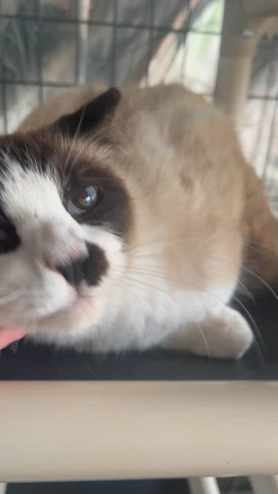 Enlarge JudePaw, a ADOPTABLE Snowshoe in Austin, TX video 5/6
