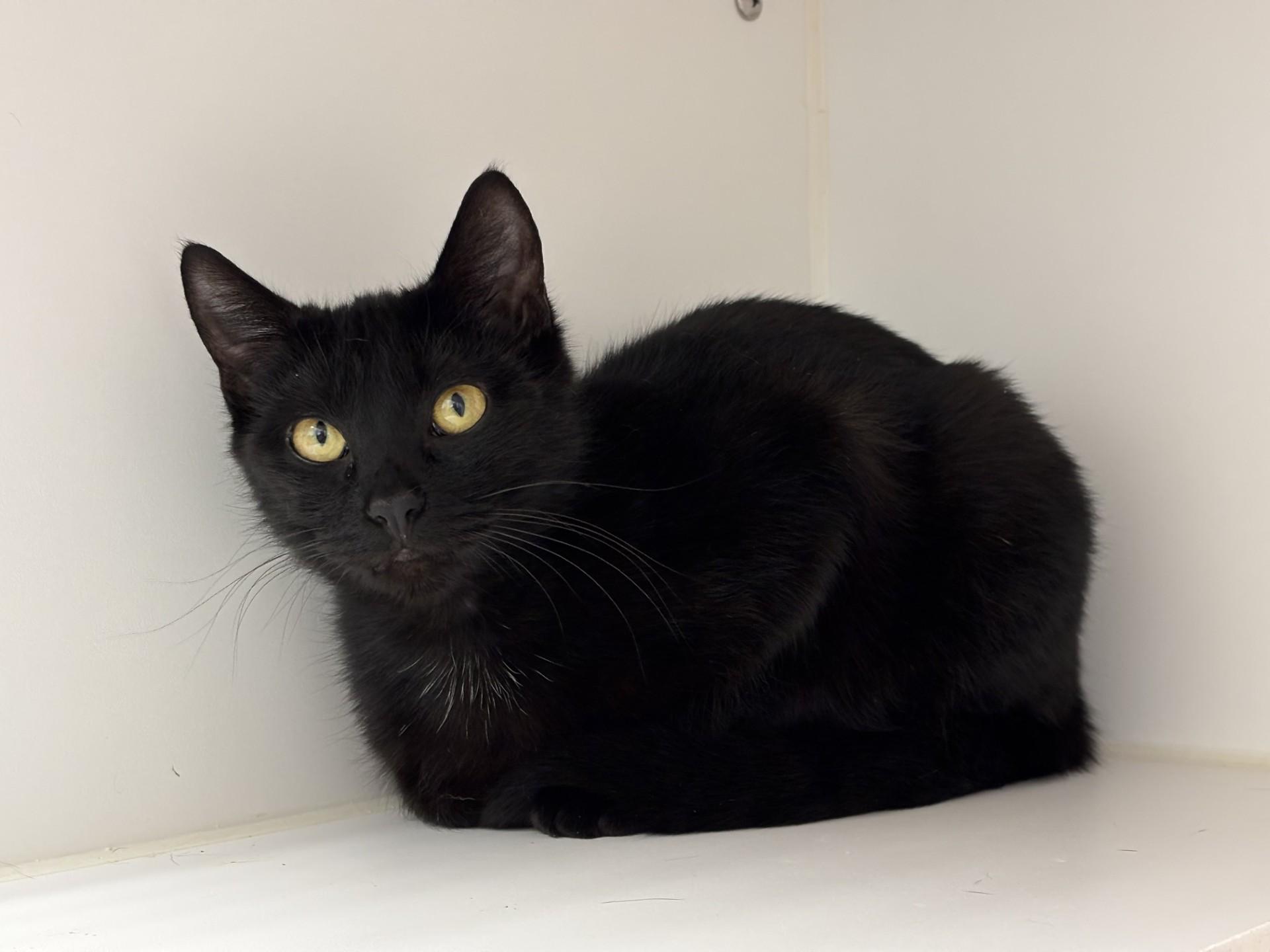 Purrball, a ADOPTABLE Domestic Short Hair in Grants Pass, OR image 3/3