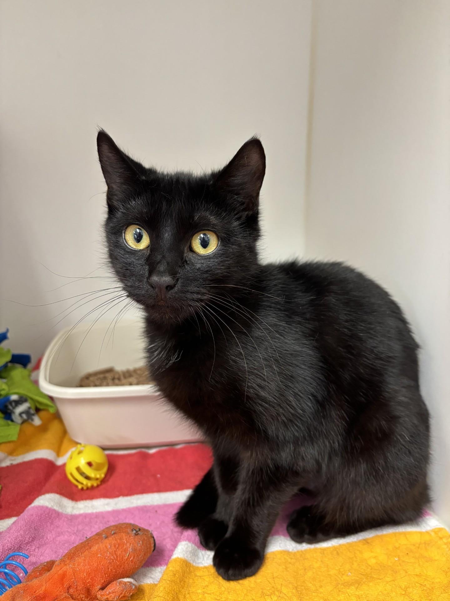 Purrball, a ADOPTABLE Domestic Short Hair in Grants Pass, OR image 2/3