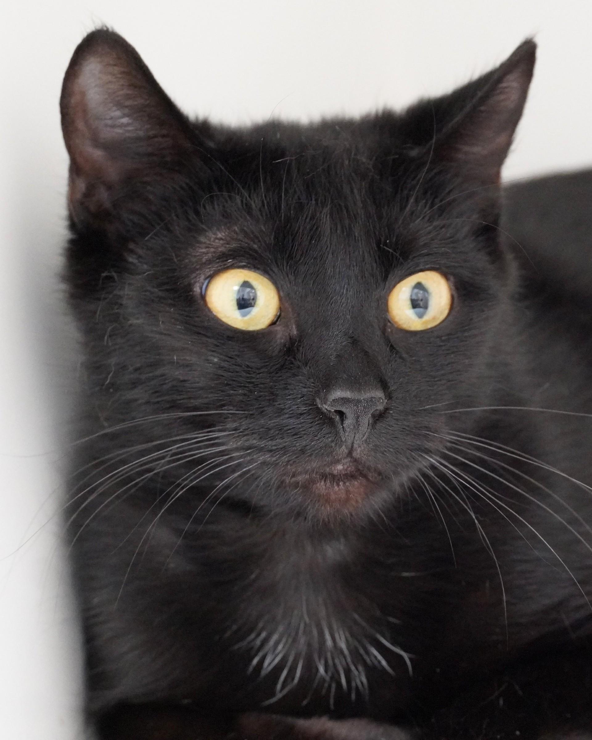 Purrball, a ADOPTABLE Domestic Short Hair in Grants Pass, OR image 1/3