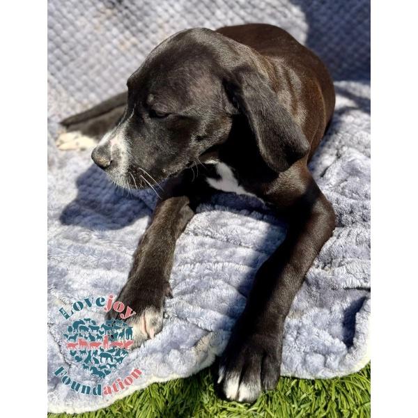 Saint Joseph Litter-Sophia COH, an adopted mixed breed in Inglewood, CA image 2/2