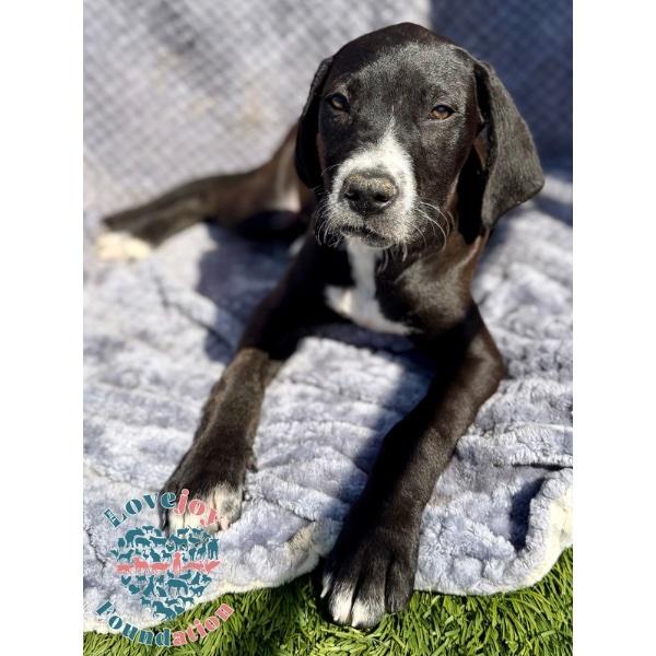 Saint Joseph Litter-Sophia COH, an adopted mixed breed in Inglewood, CA image 1/2