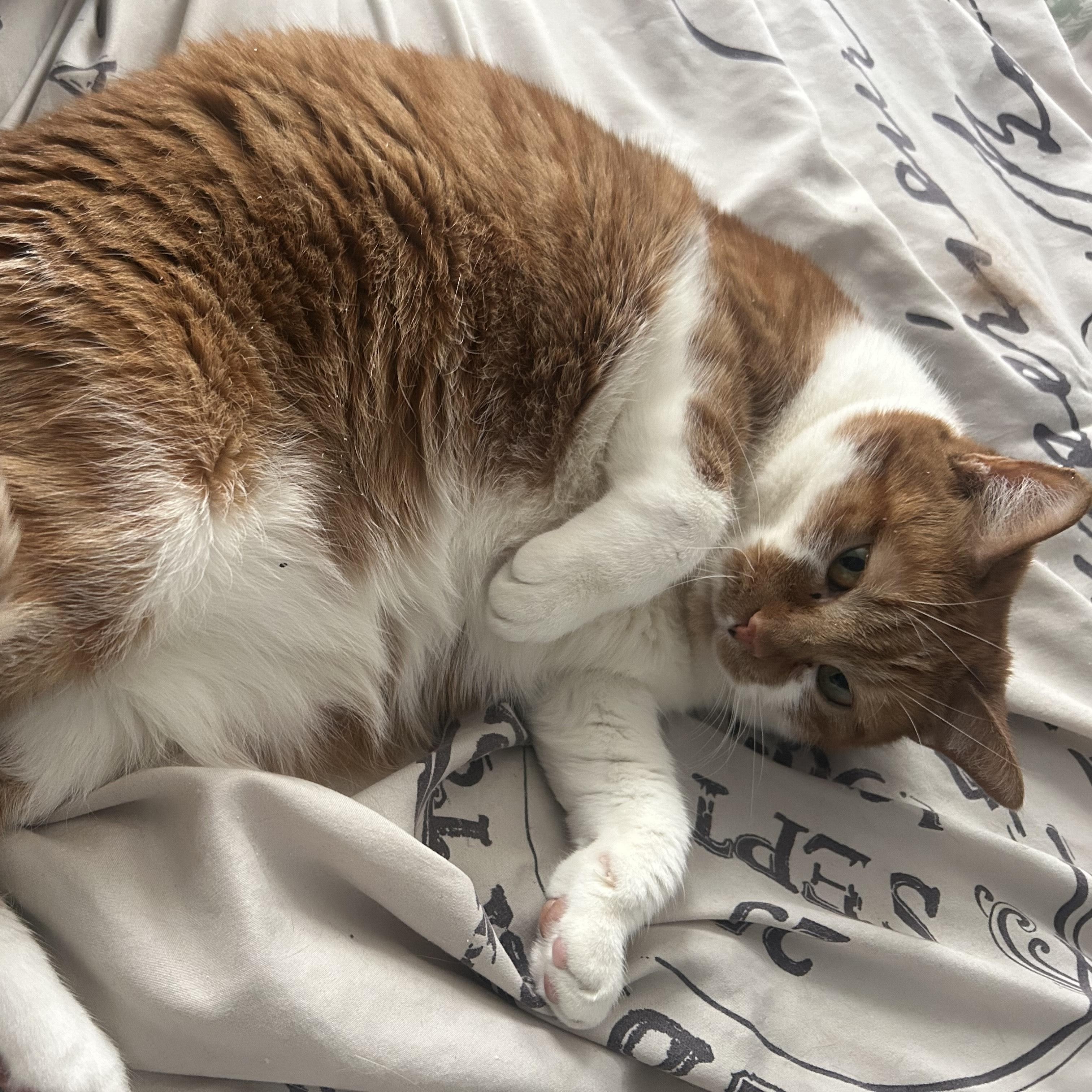 Enlarge Athena, an adopted American Shorthair in Highland Park, NJ image 2/4