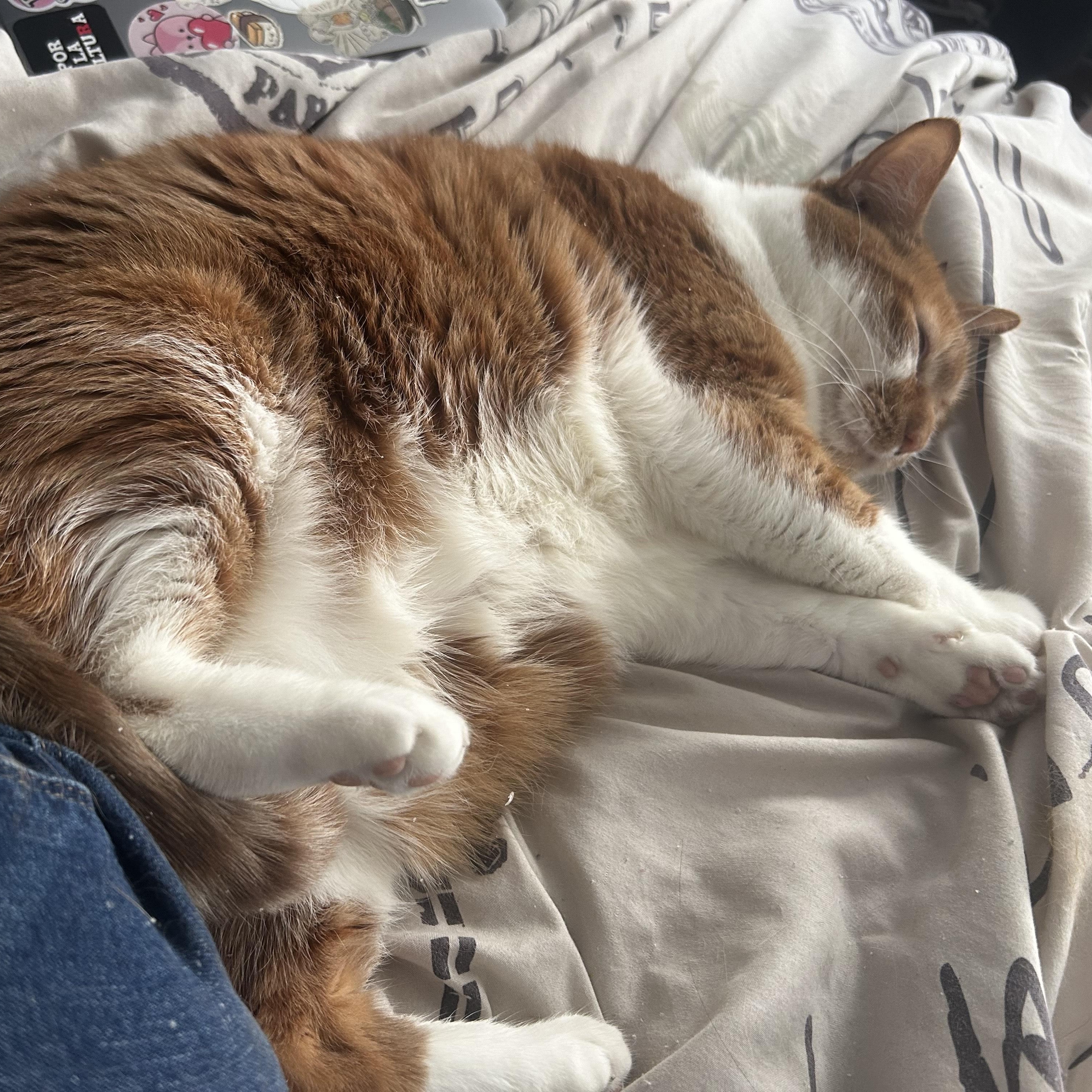 Enlarge Athena, an adopted American Shorthair in Highland Park, NJ image 4/4