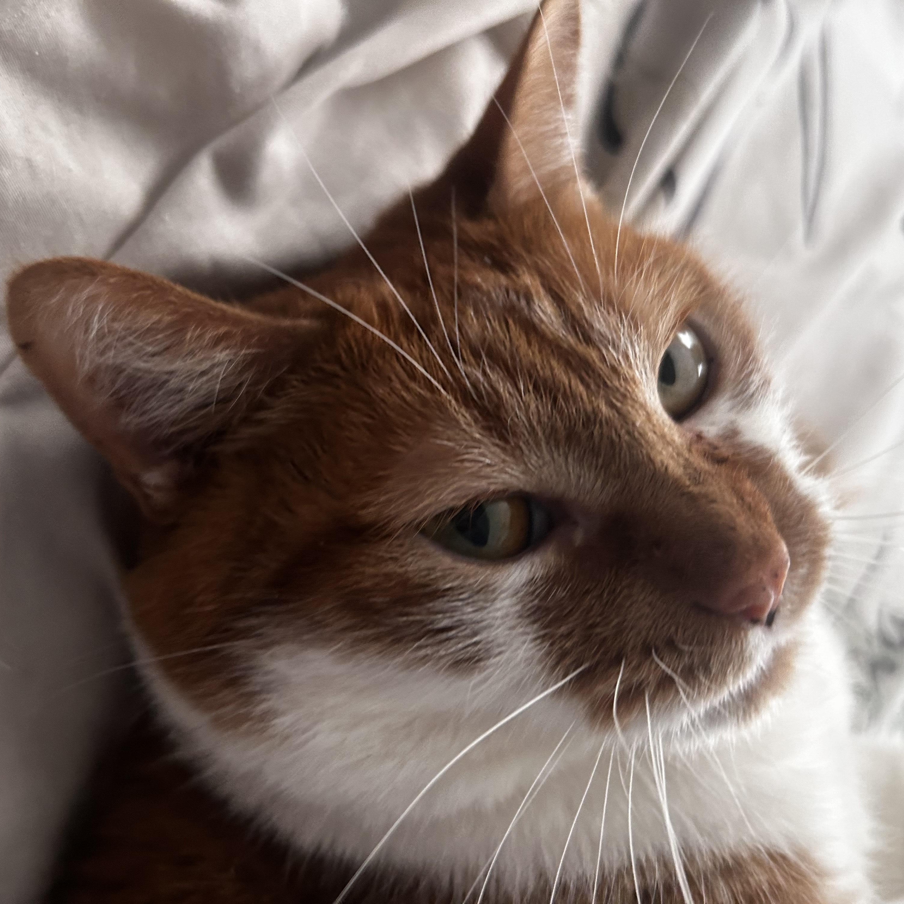 Enlarge Athena, an adopted American Shorthair in Highland Park, NJ image 1/4