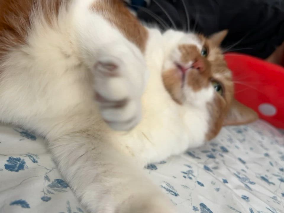 Enlarge Athena, an adopted American Shorthair in Highland Park, NJ video 3/4