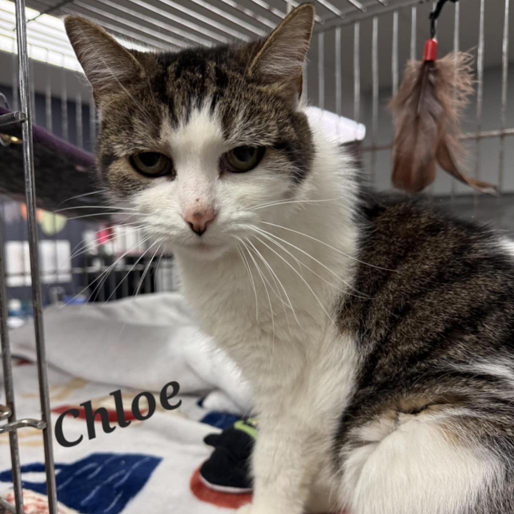 Enlarge Chloe, a Adoptable Domestic Short Hair in Richmond, IN image 1/1