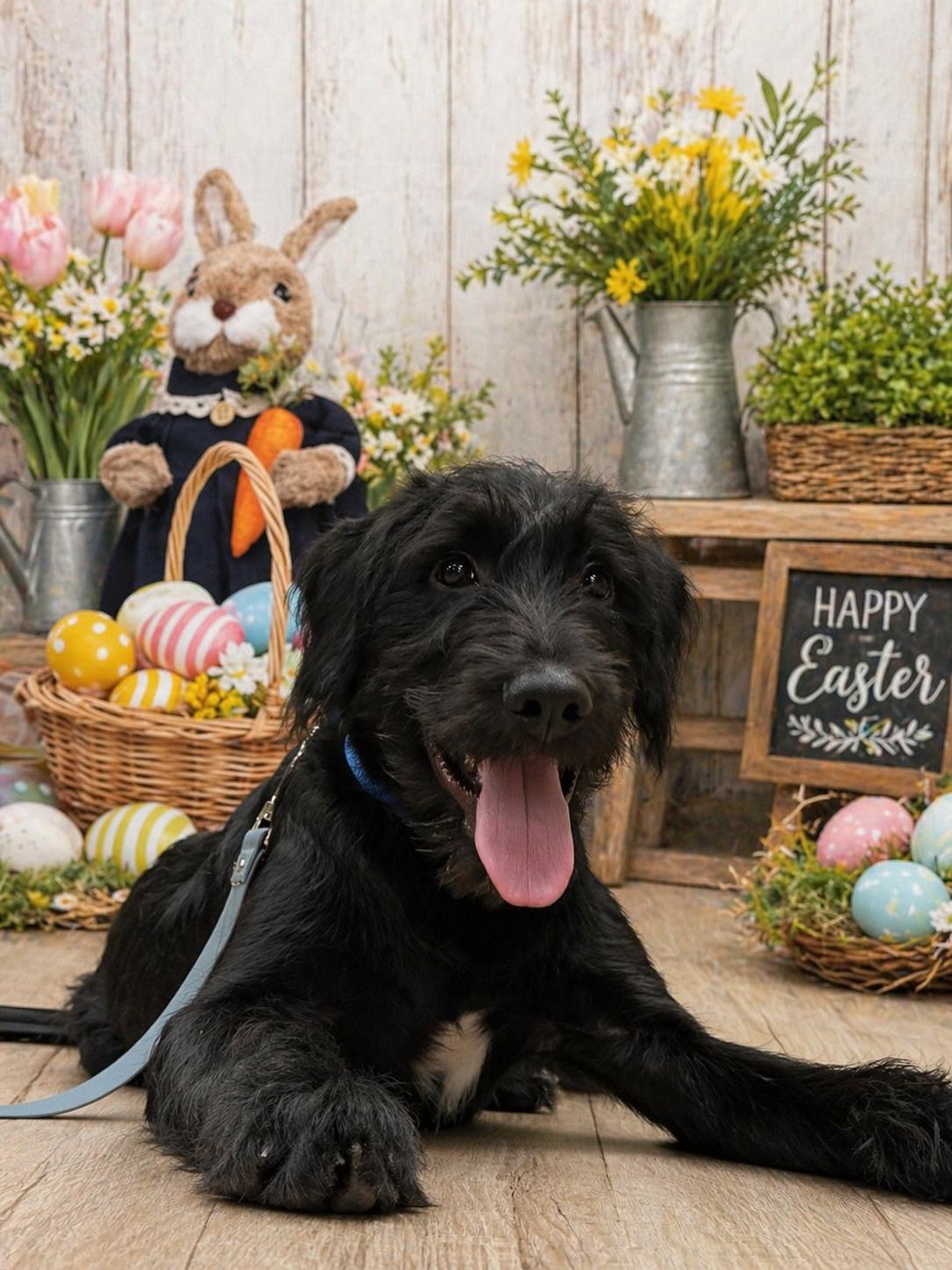 Kane, a ADOPTABLE mixed breed in University Place, WA image 3/3