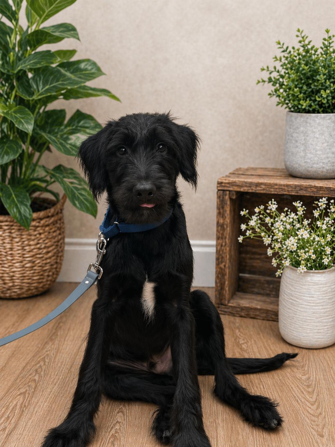 Kane, a ADOPTABLE mixed breed in University Place, WA image 1/3