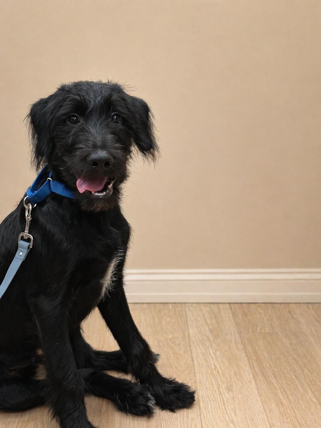 Kane, a ADOPTABLE mixed breed in University Place, WA image 2/3