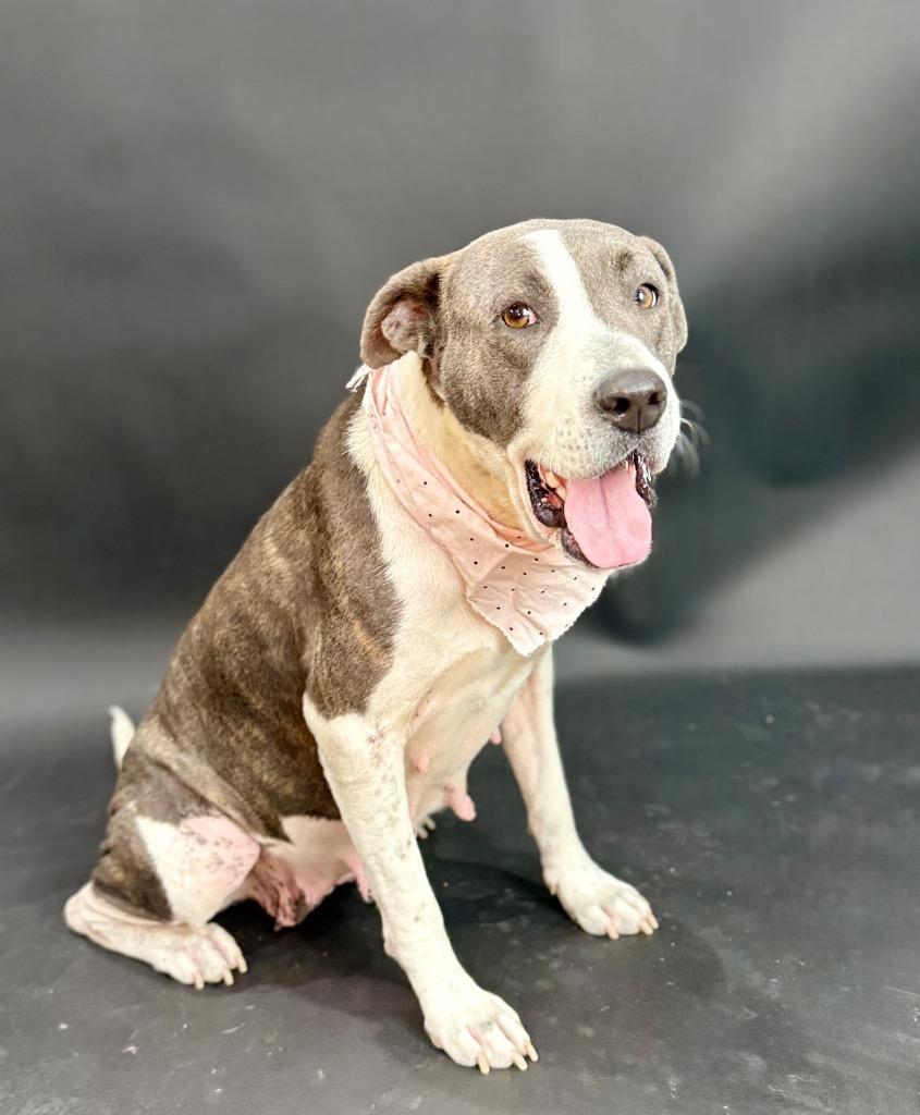 Haven, Adoptable, Adult Female Mixed Breed.