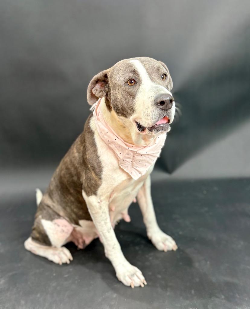 Enlarge Haven, a Adoptable mixed breed in Alvin, TX image 3/6