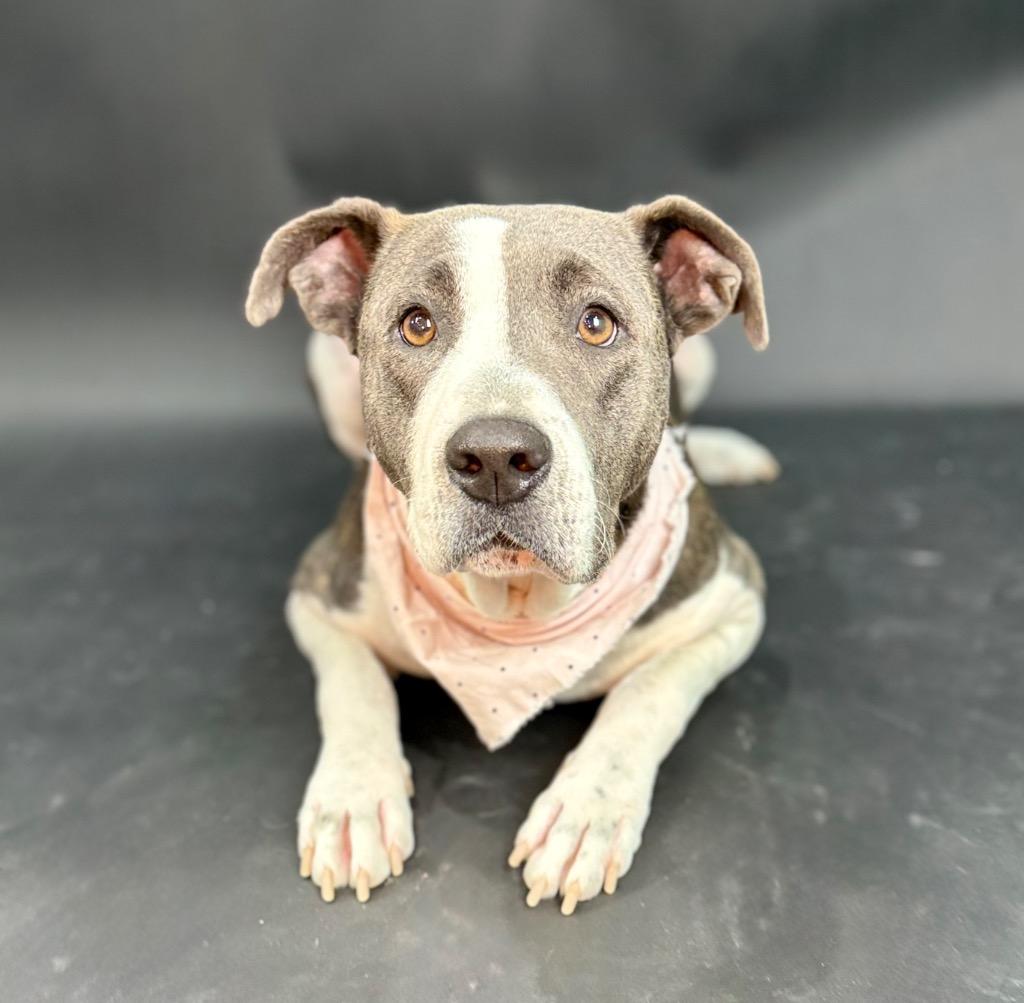 Enlarge Haven, a Adoptable mixed breed in Alvin, TX image 4/6