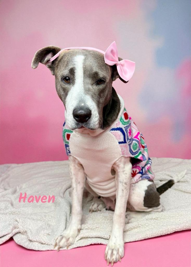 Enlarge Haven, a Adoptable mixed breed in Alvin, TX image 5/6