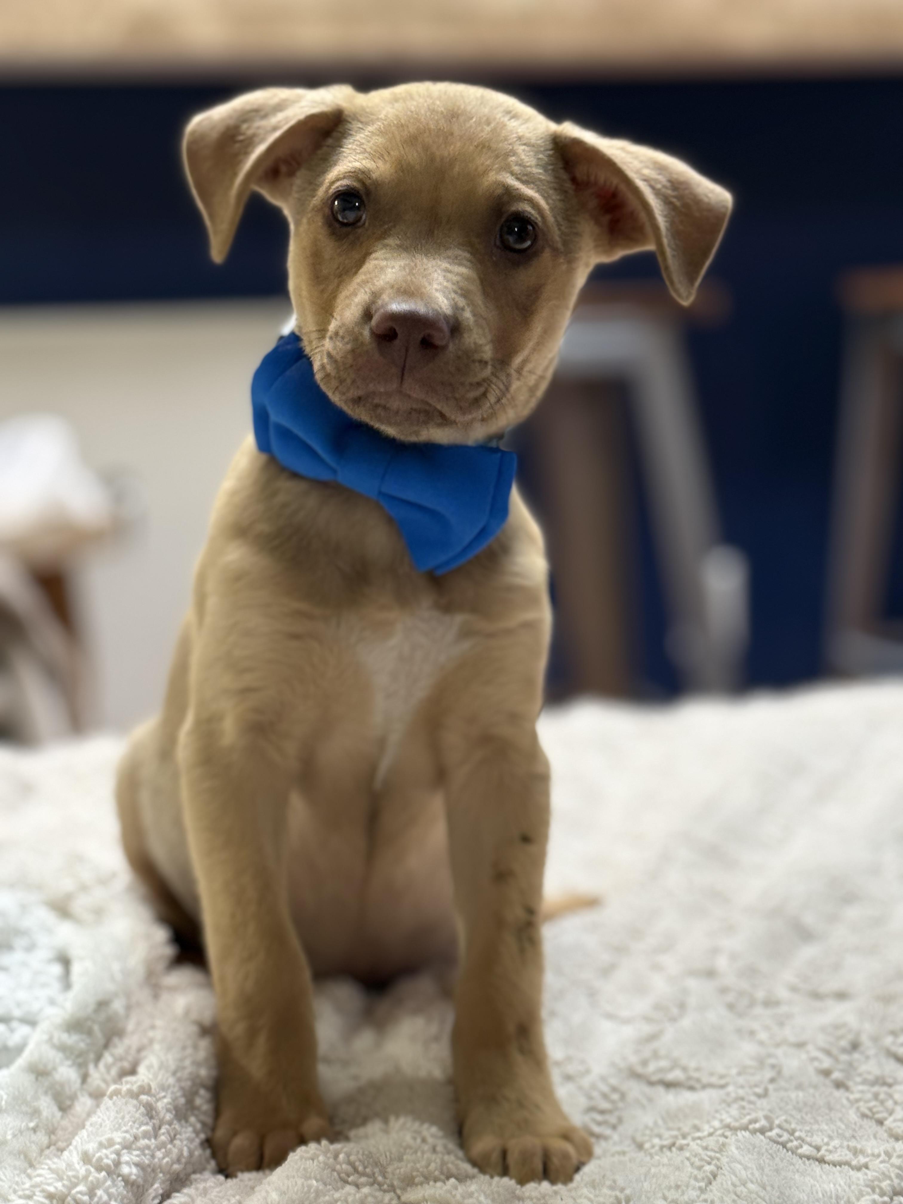 Enlarge Taco, a ADOPTABLE mixed breed in Phoenix, AZ image 2/2