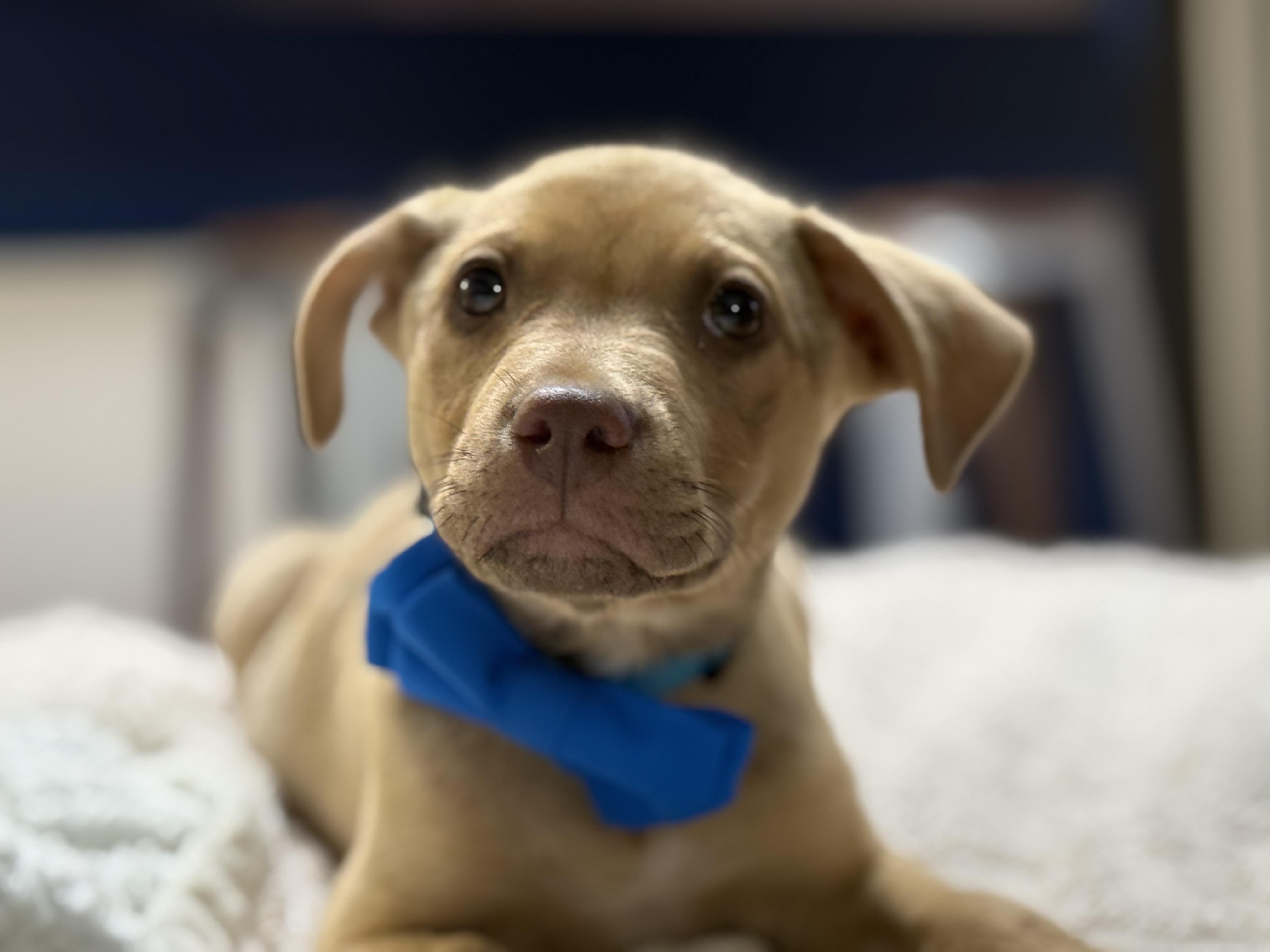 Enlarge Taco, a ADOPTABLE mixed breed in Phoenix, AZ image 1/2