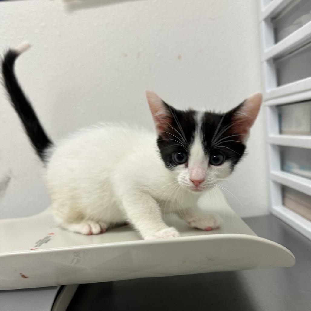 Enlarge Lemonada L3, a Adoptable Domestic Short Hair in Edinburg, TX image 2/2