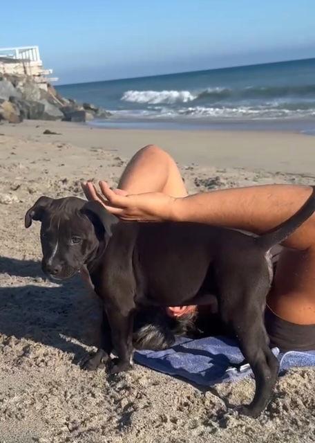 Dawson, Adopted, Puppy Male American Staffordshire Terrier.