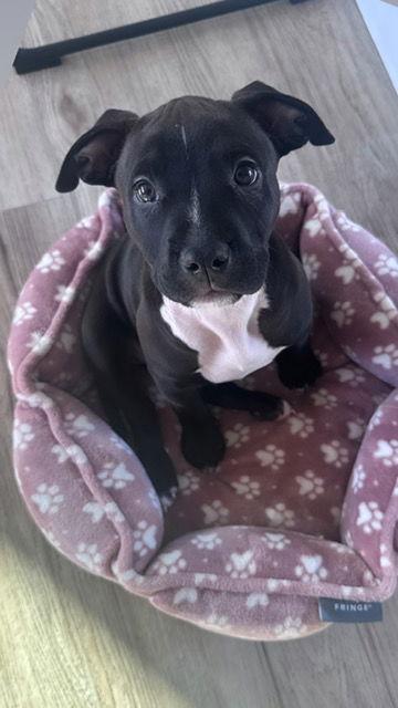 Enlarge Dawson, a Adopted American Staffordshire Terrier in San Juan Capistrano, CA image 2/3