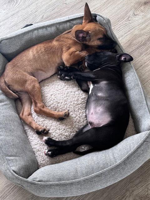 Enlarge Dawson, a Adopted American Staffordshire Terrier in San Juan Capistrano, CA image 3/3