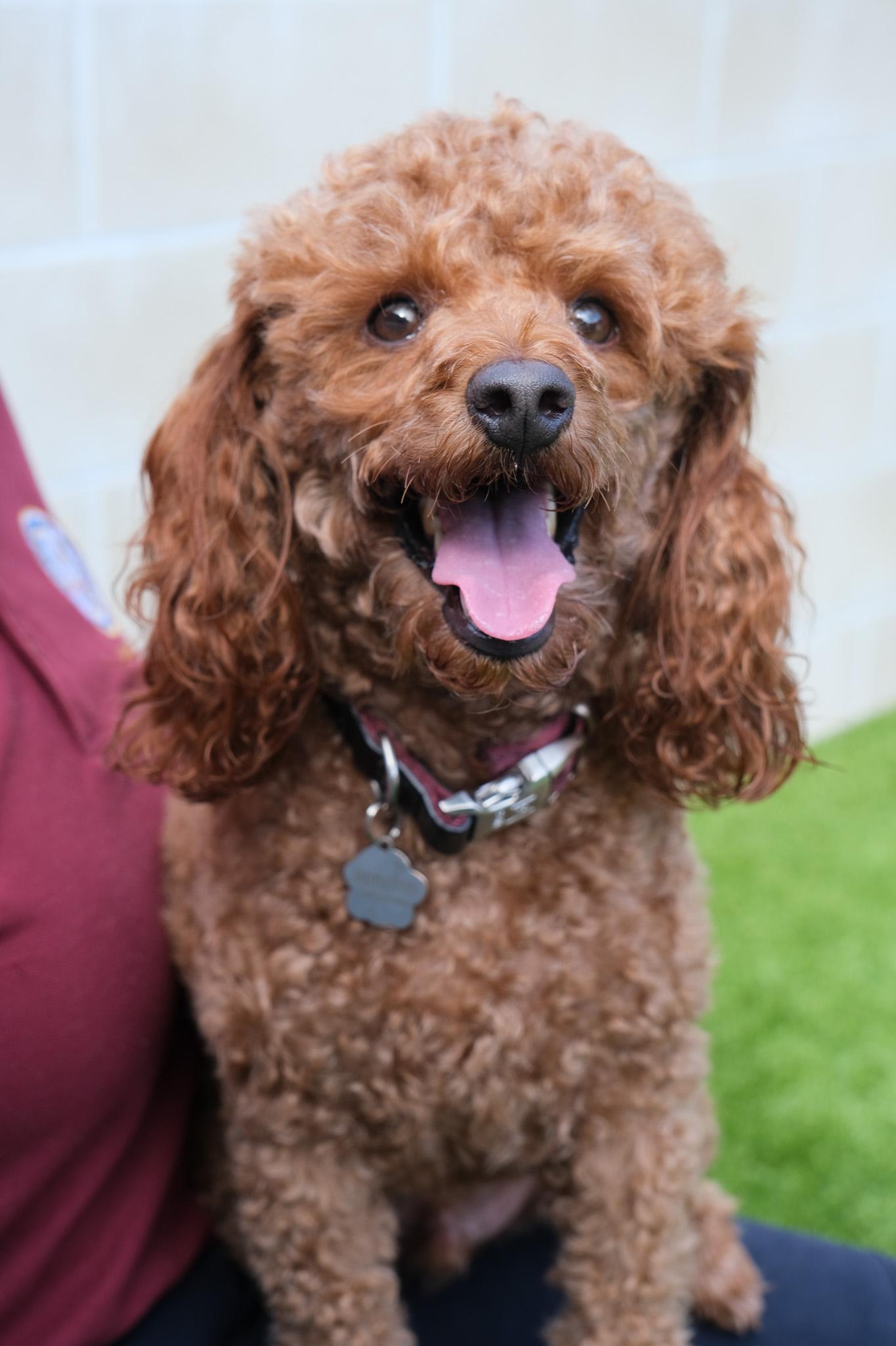Enlarge Winston, a ADOPTABLE Miniature Poodle in Newport Beach, CA image 1/1
