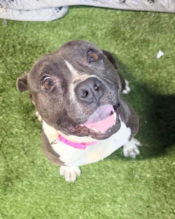 Lexi, ADOPTABLE, Young Female Bulldog.