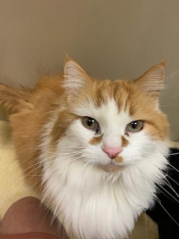 Spanky, Adopted, Adult Male Domestic Long Hair.