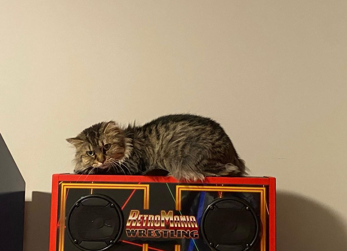 Maize - Beautiful Tabby - Feral/Semi-Feral Kitty, Adoptable, Young Female Domestic Medium Hair.