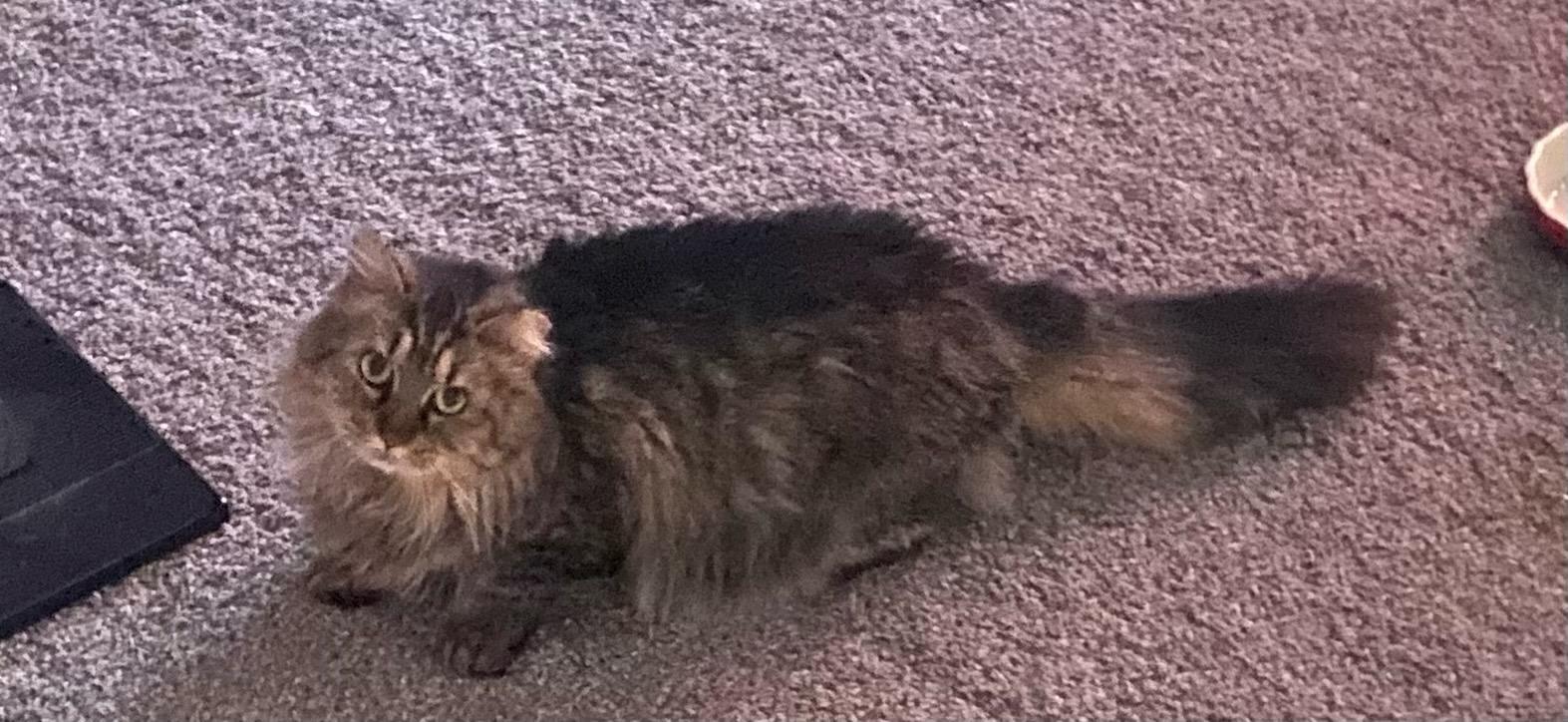 Maize - Beautiful Tabby - Feral/Semi-Feral Kitty, a Adoptable Domestic Medium Hair in Atlanta, GA image 2/3