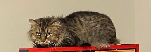 Maize - Beautiful Tabby - Feral/Semi-Feral Kitty, a Adoptable Domestic Medium Hair in Atlanta, GA image 3/3