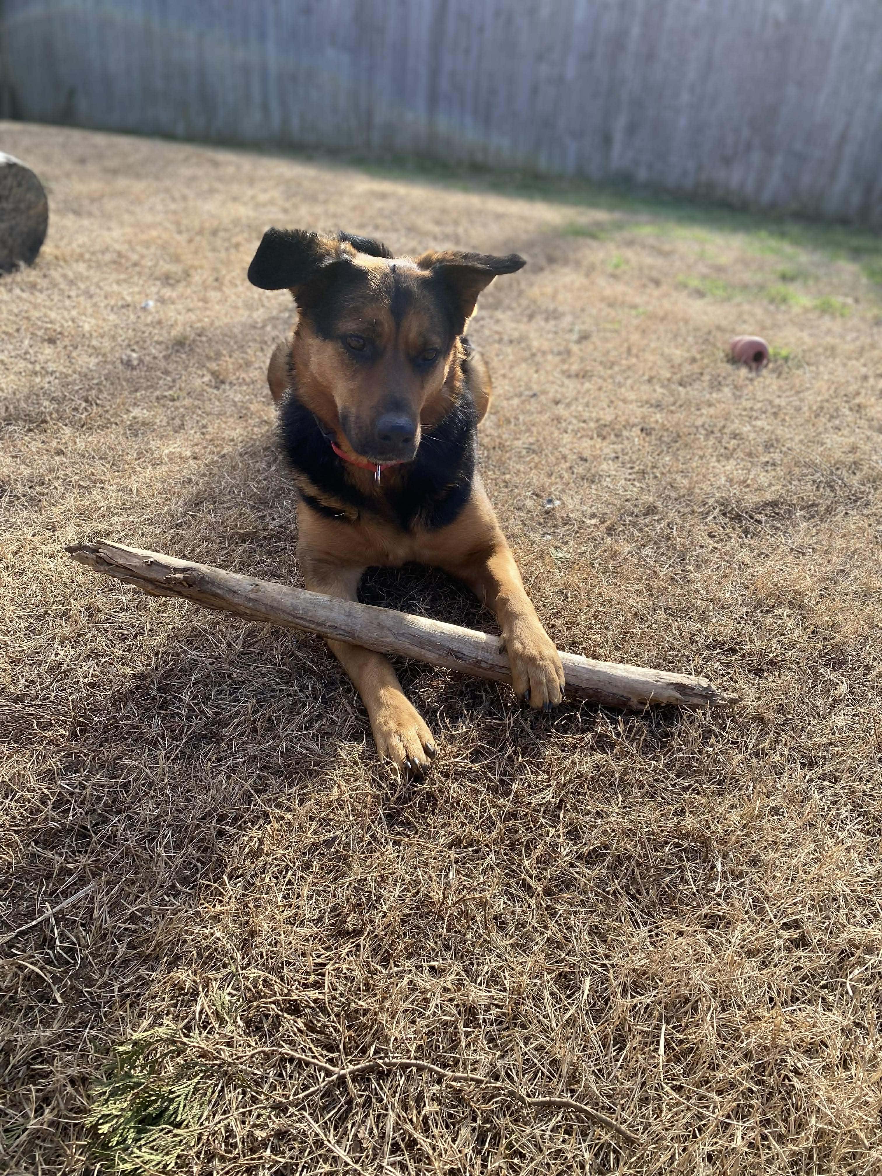 Enlarge Farley, a Adoptable mixed breed in Greeneville, TN image 4/6