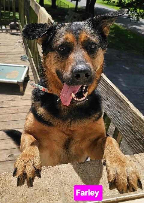 Farley, a Adoptable mixed breed in Greeneville, TN image 5/6