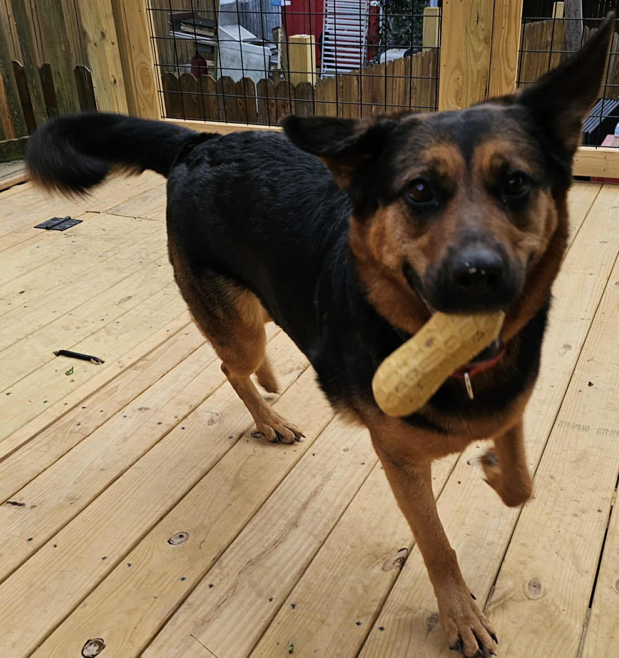 Farley, a Adoptable mixed breed in Greeneville, TN image 3/6