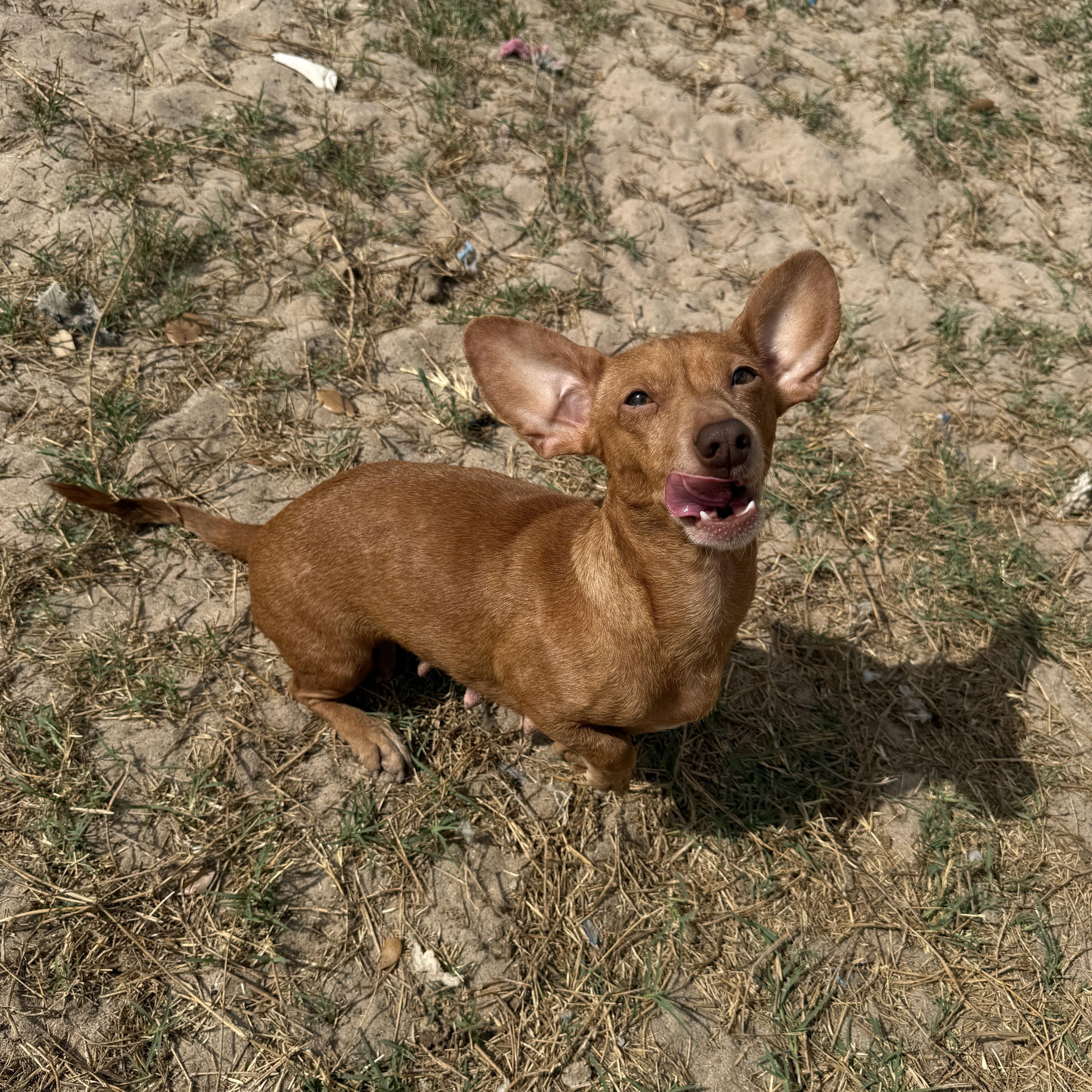 Enlarge Stevie, an adopted mixed breed in Round Rock, TX image 2/5