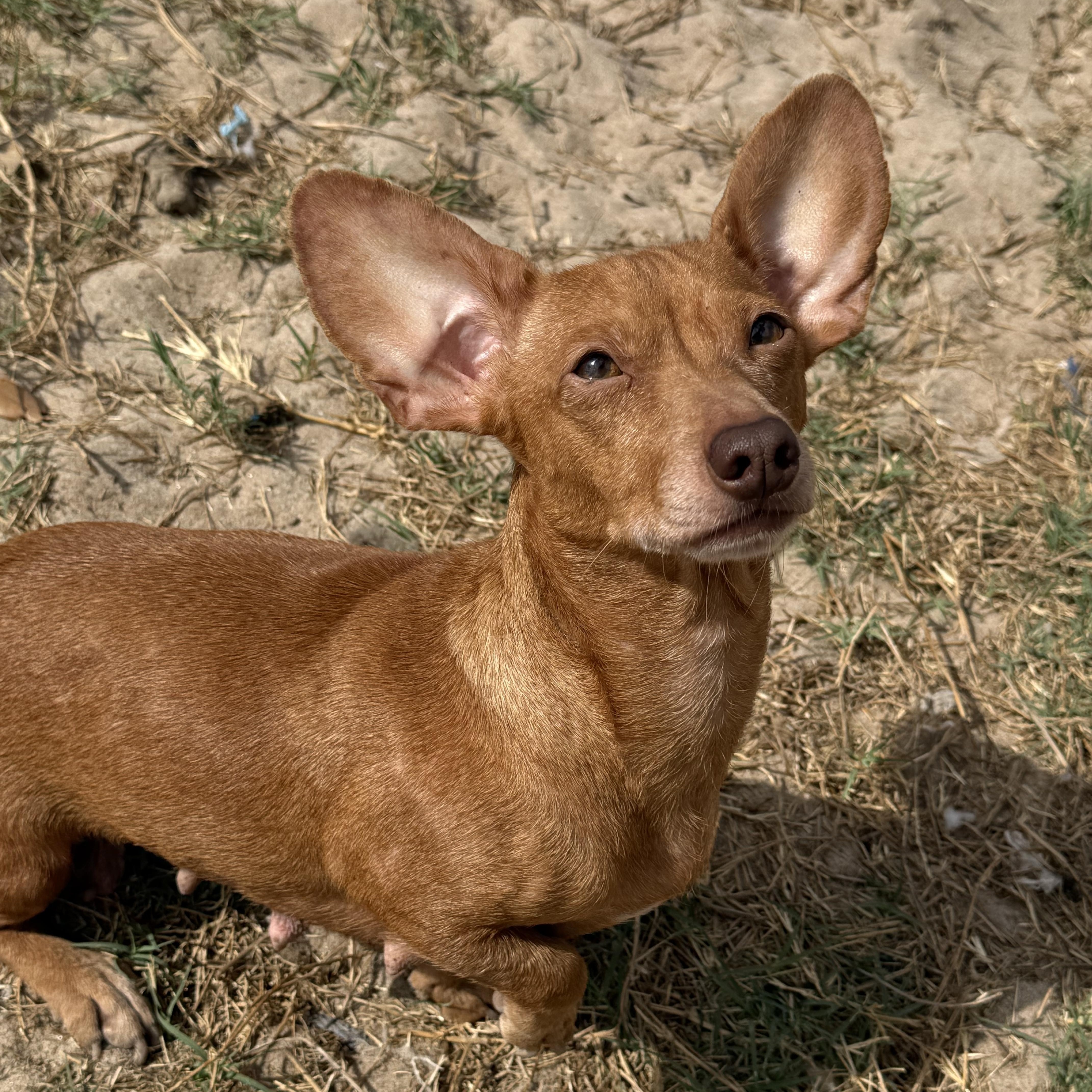 Enlarge Stevie, an adopted mixed breed in Round Rock, TX image 4/5