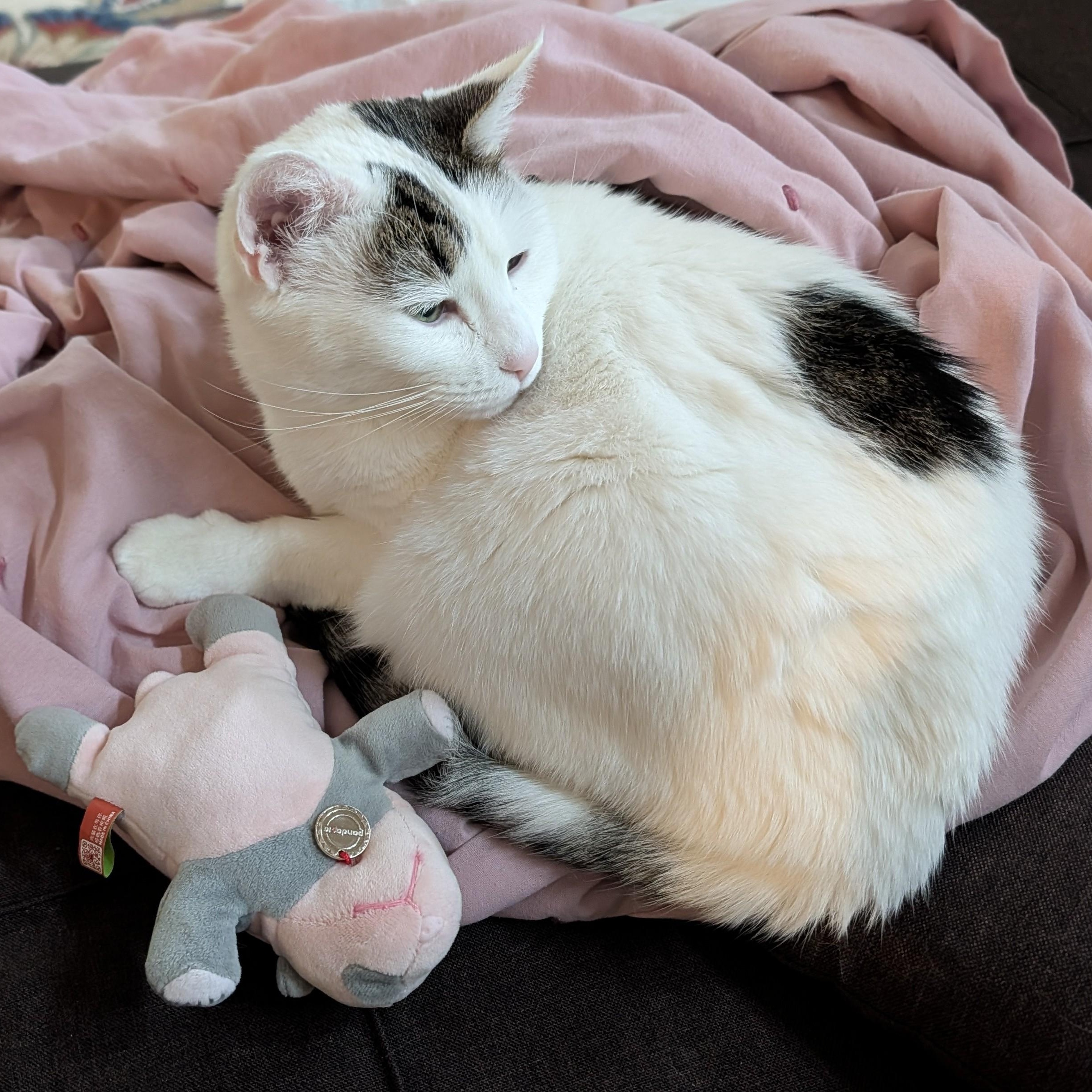 Enlarge Dottie, a ADOPTABLE Domestic Short Hair in Renton , WA image 4/6