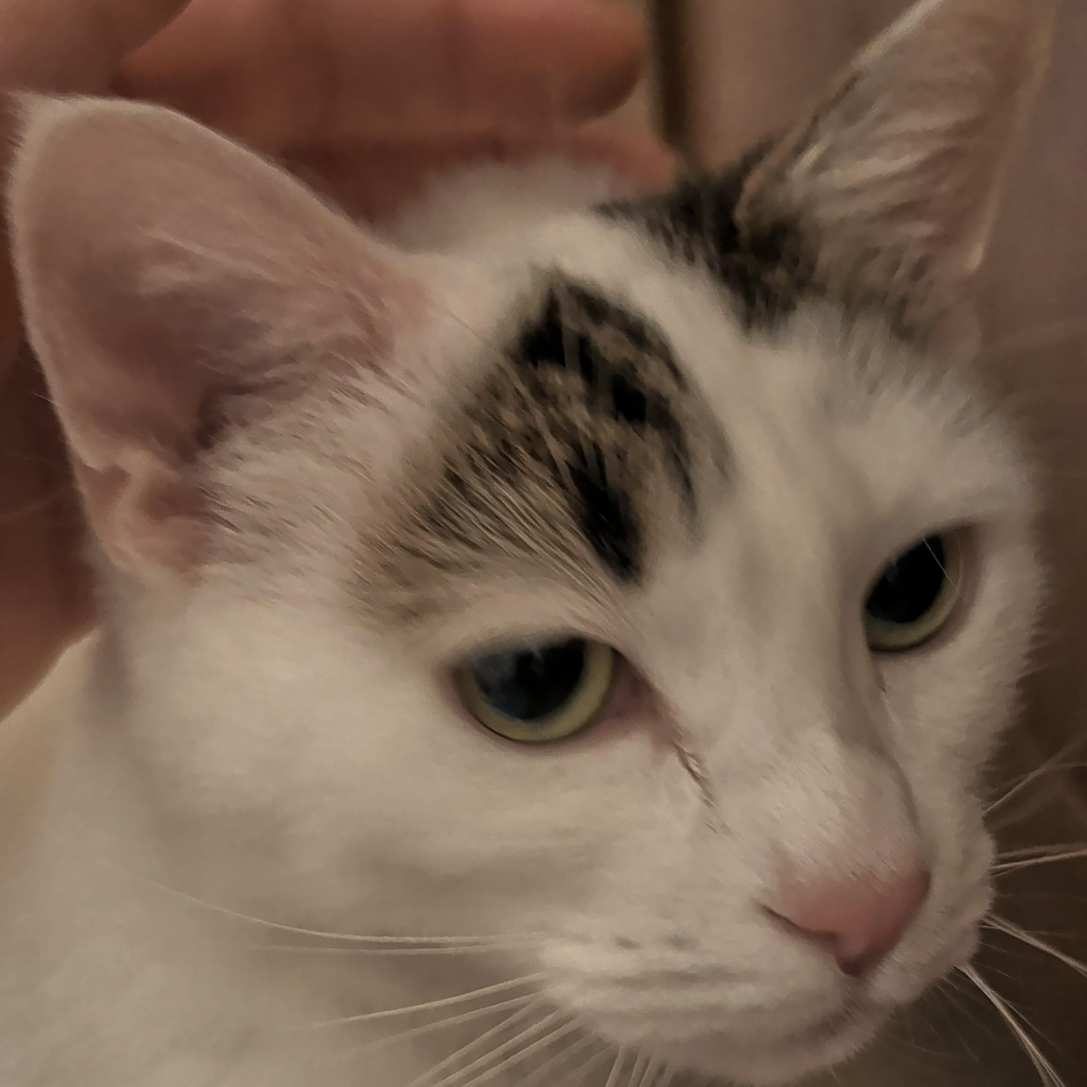 Enlarge Dottie, a ADOPTABLE Domestic Short Hair in Renton , WA image 5/6