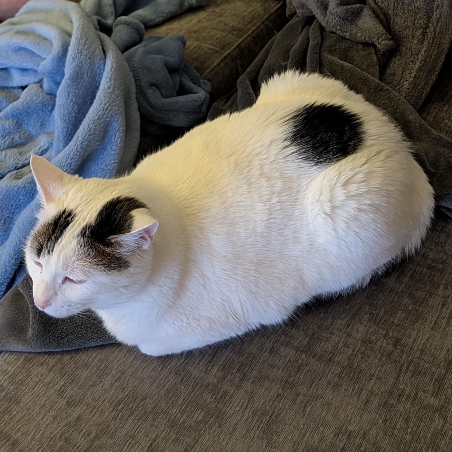 Enlarge Dottie, a ADOPTABLE Domestic Short Hair in Renton , WA image 3/6