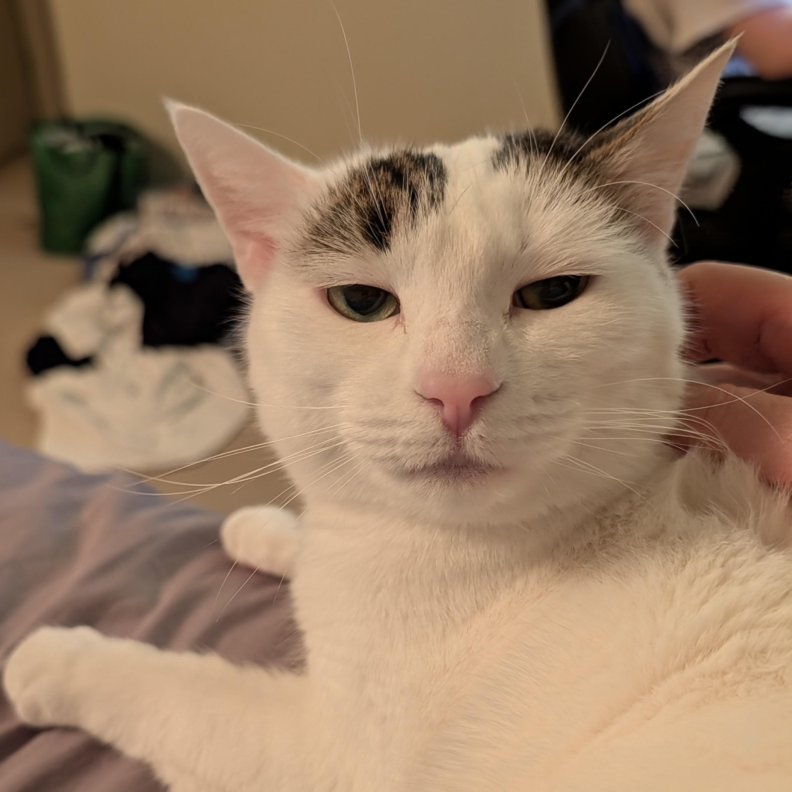 Dottie, ADOPTABLE, Adult Female Domestic Short Hair.